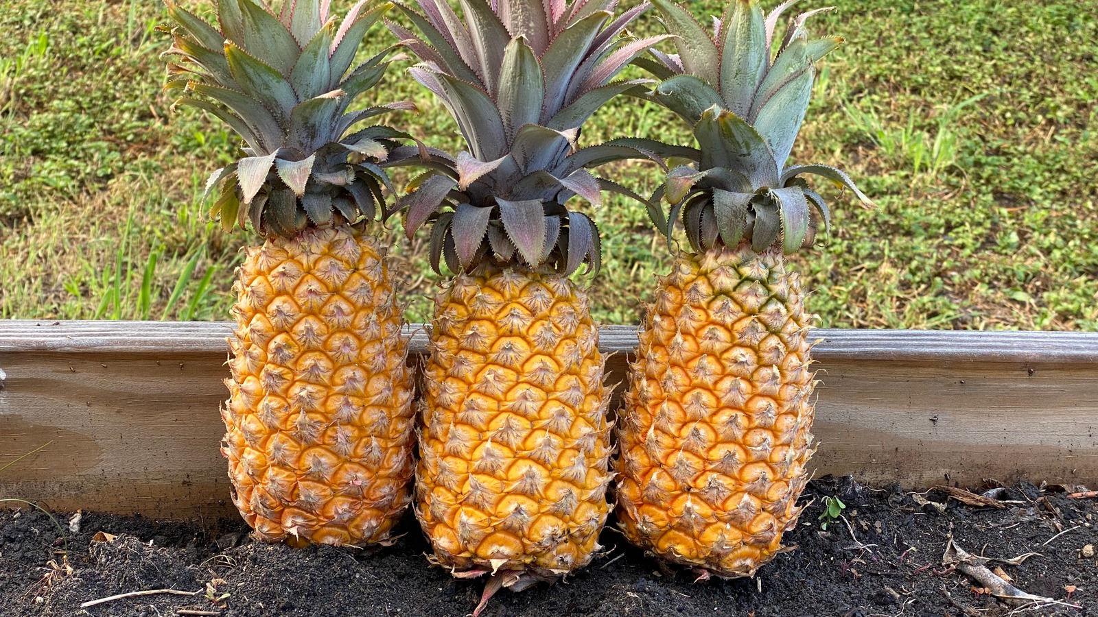 The Antigua Black Pineapple Is Said To Be The Sweetest In The World