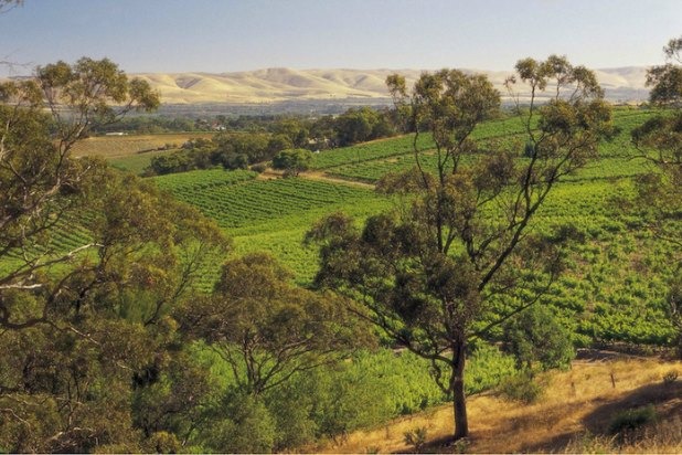 Create Your Own Blend at d'Arenberg (McLaren Vale) 