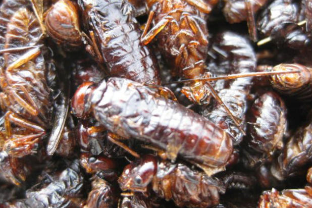 Flying Termites, Uganda