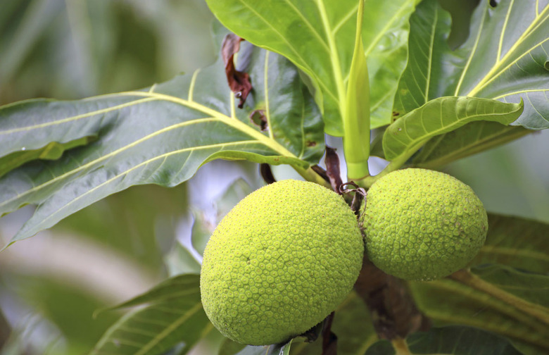 Breadfruit