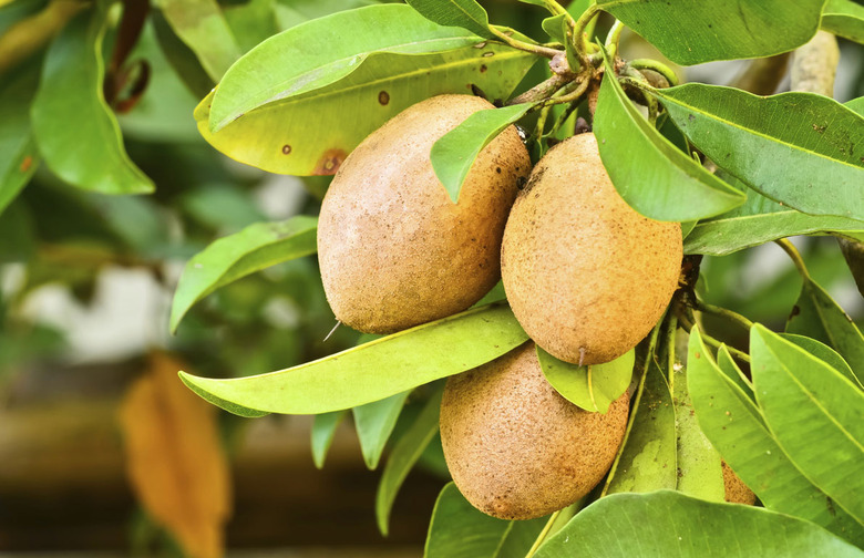 Sapodilla