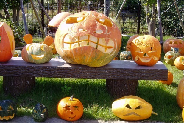 4. Pumpkin on Bench