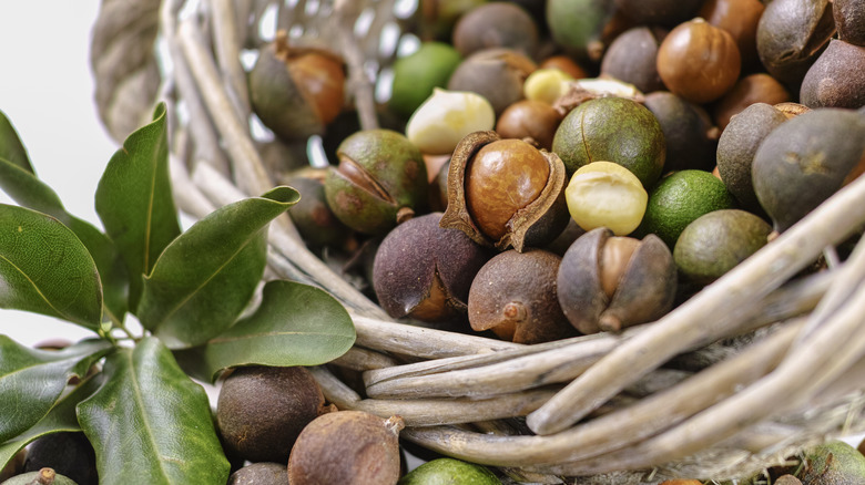 basket full of macadamia nuts