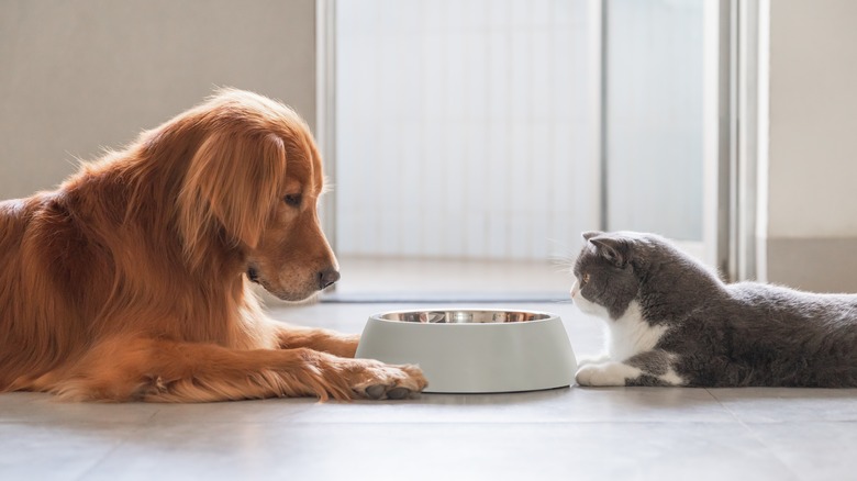 dog and cat with bowl