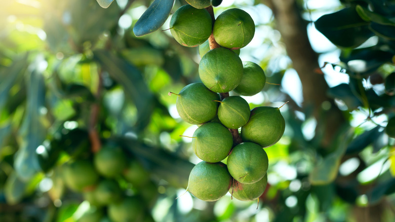 macadamia nuts growing on trees