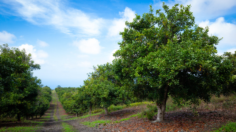 grove of macadamia nut trees