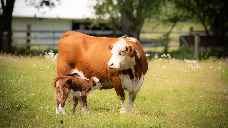 Cows on pasture