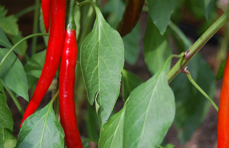 Lower Blood Pressure: Black Pepper, Cayenne (and All Chile Powder)