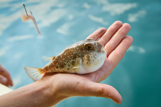 Fugu (Japanese Blowfish)