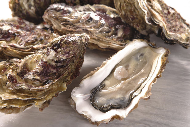 Oysters