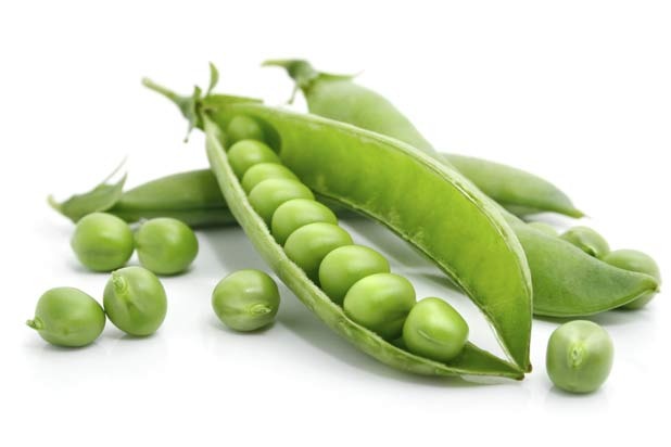 Pea Protein