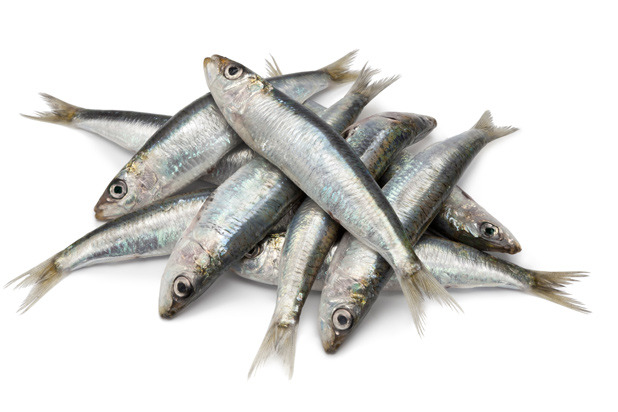 Sardines