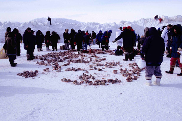 Igunaq