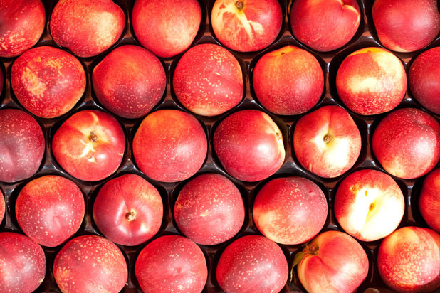 9. Nectarines