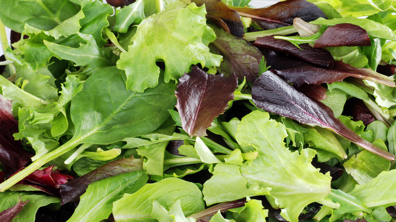 salad greens close-up