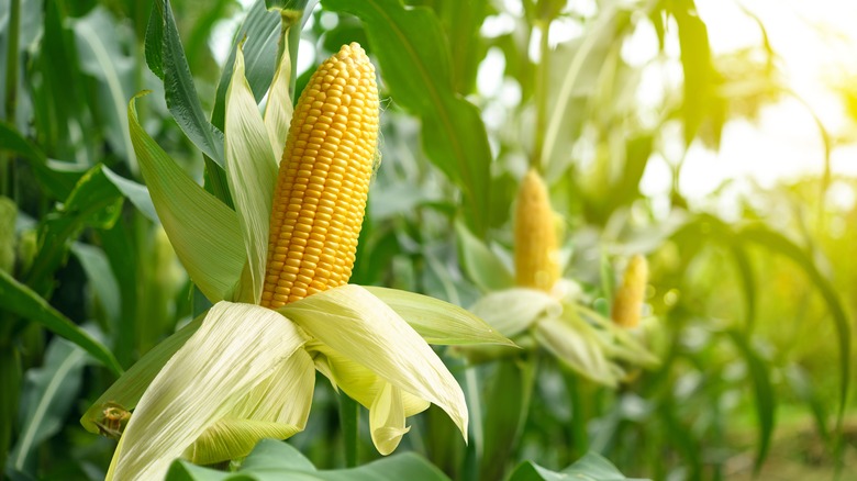 corn cobs on stalk