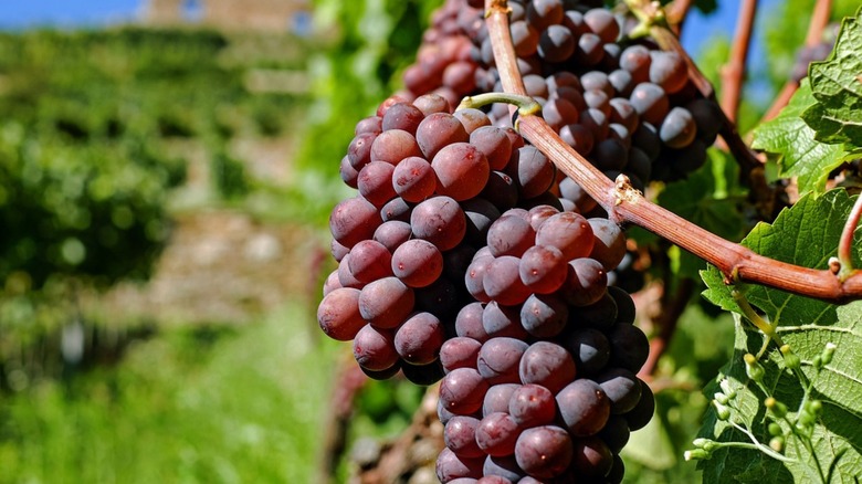 red grapes on the vine