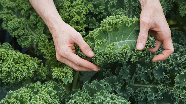 hands holding leafy kale