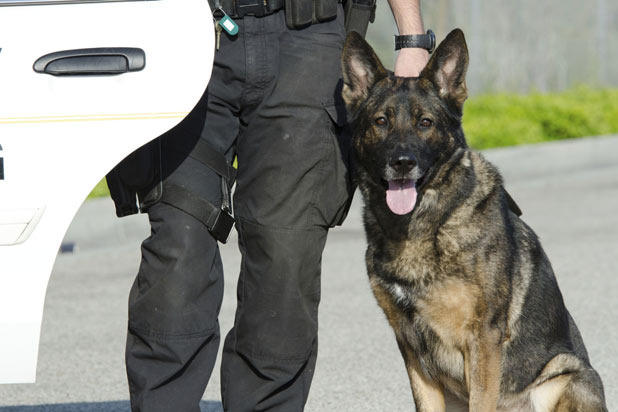 Man Arrested for Barking at Police Dog