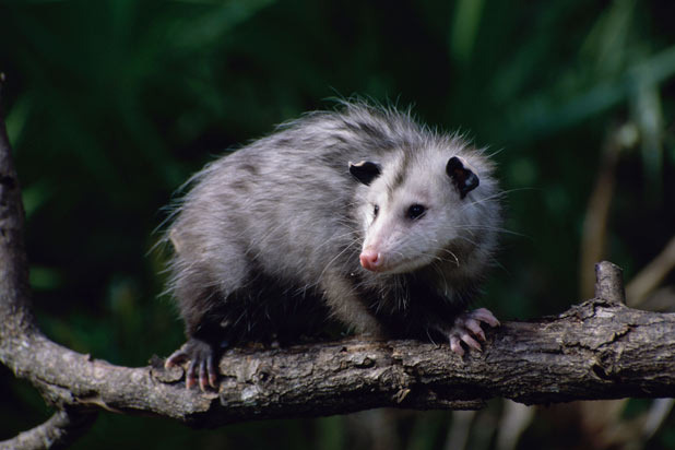 Drunk Man Arrested For Attempting to Revive Dead Possum