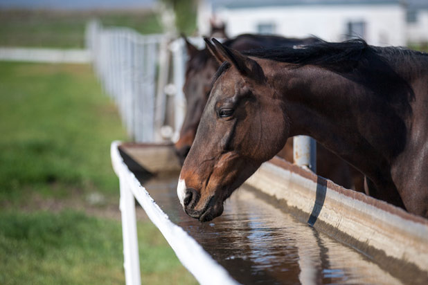 A Horse Walks Into a Bar...