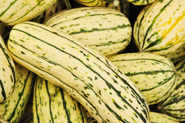 Delicata