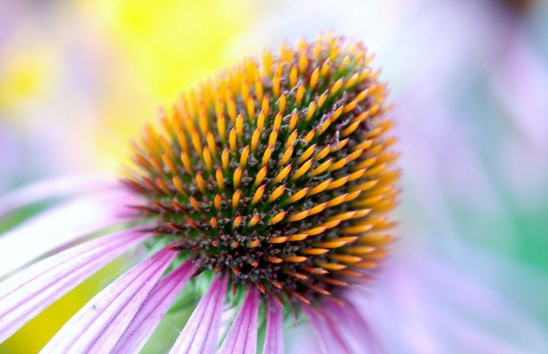 Echinacea 