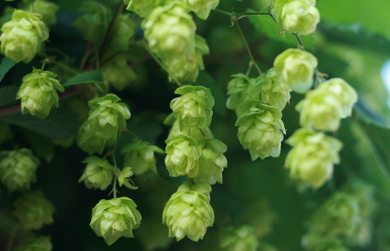 Hops Can Help You