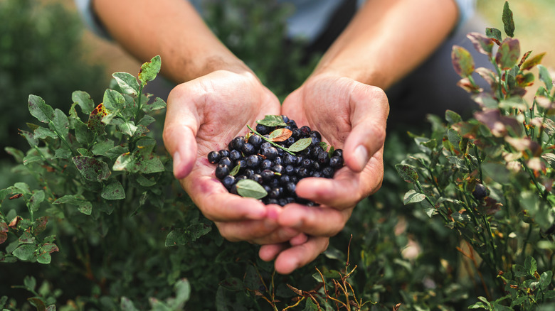 Person holding ripe blueberries