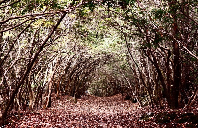 Aokigahara, Japan