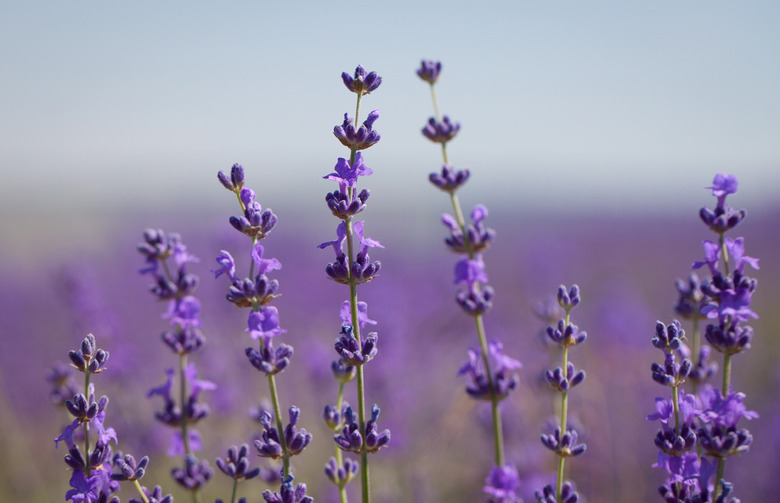 Edible Lavender Florets