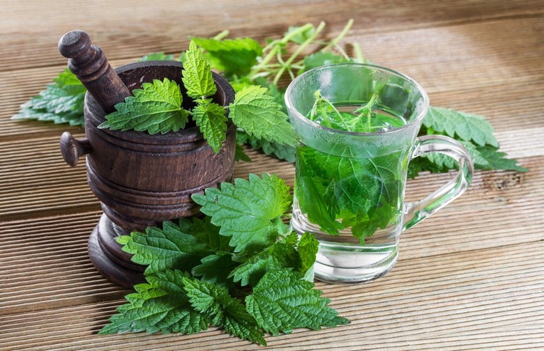 Stinging Nettle Leaves