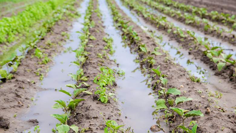 flooded field with growing crops