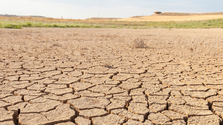 dry and cracked land 