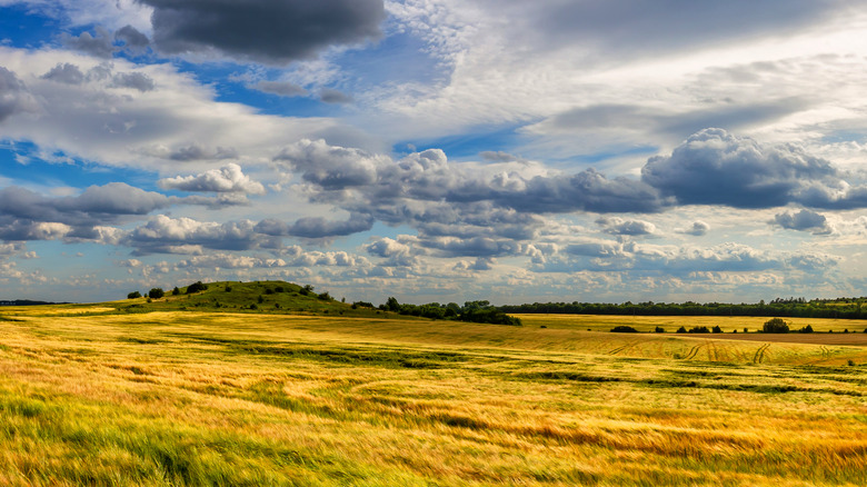 wheat field wide shot