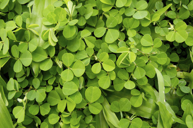 Wood Sorrel