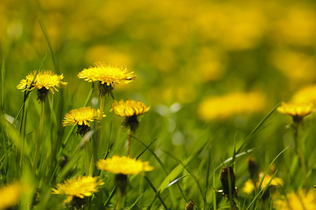 Dandelion 