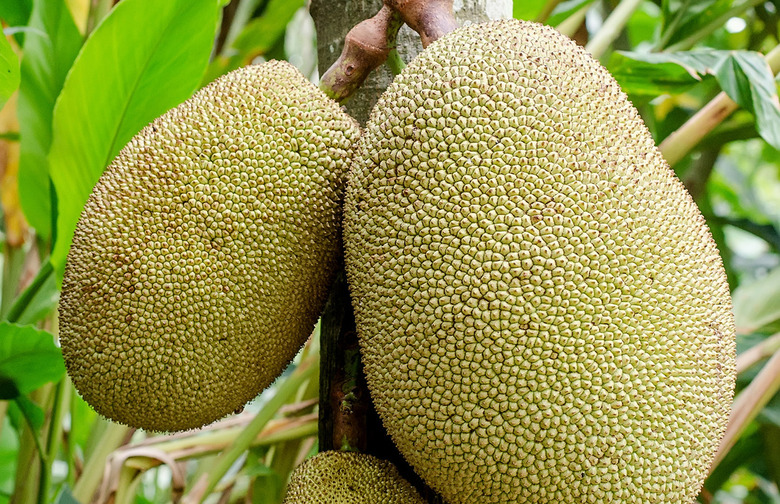 Jackfruit