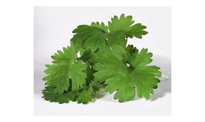 Cilantro