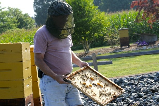 See Bees at Chilliwack River Valley Natural Honey (Chilliwack)