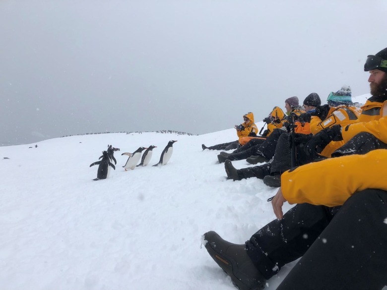 You will not pet penguins, but you will spend serious quality time with many of them