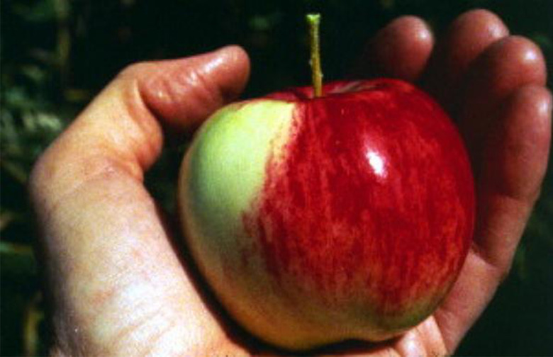 All Modern Apples Have One Common Ancestor 