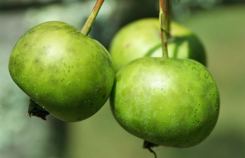 Crab Apples Are the Only Native North American Apples