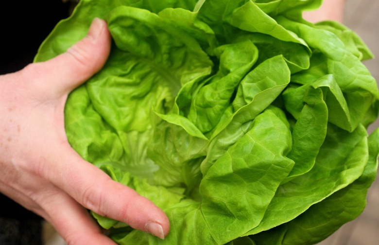 Fresh Lettuce