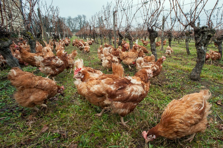 Not all Chickens are Suitable for Frying