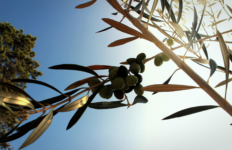 Olive Oil Is Made From the Fruit Not the Seed