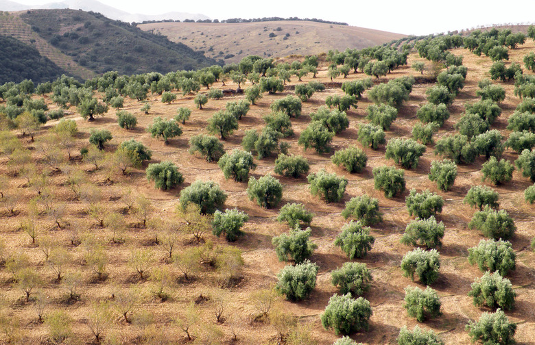 Spain Produces the Most Olive Oil