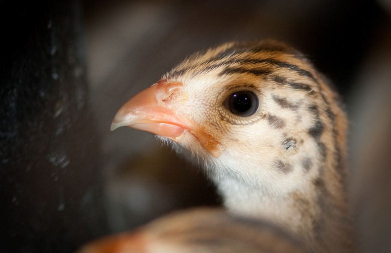 A Chick? A Duckling? What Is a Baby Turkey Called?