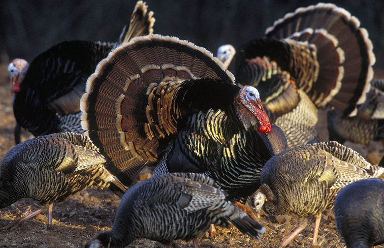 Wild Turkeys Are the Brainy Ones