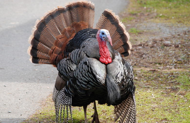 Breeding Has Increased the Average Size of Domesticated Turkeys